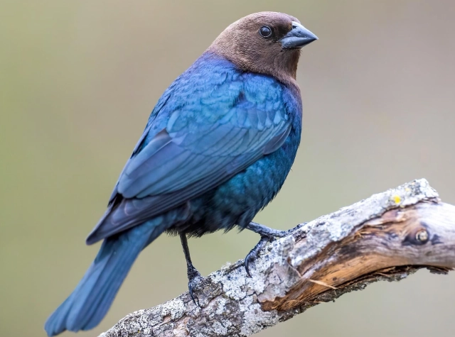 brown headed cowbird eggs