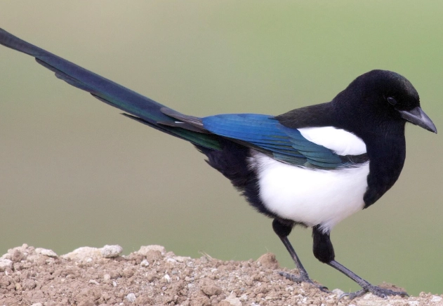 magpie behavior