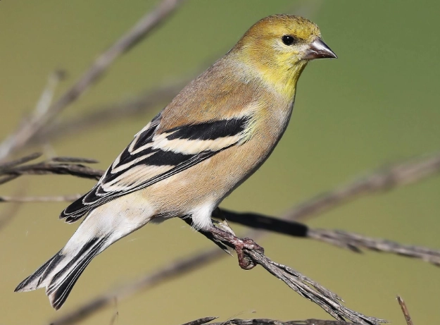 attracting goldfinches attracting goldfinches