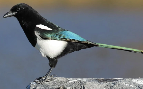 how to attract magpies