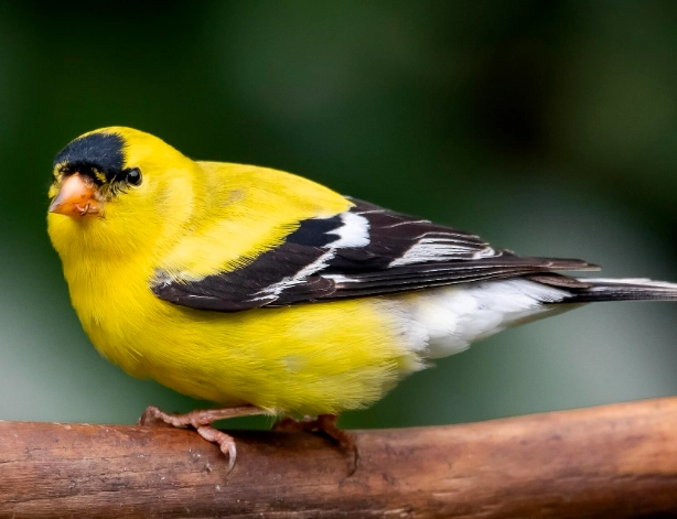 attracting goldfinches attracting goldfinches