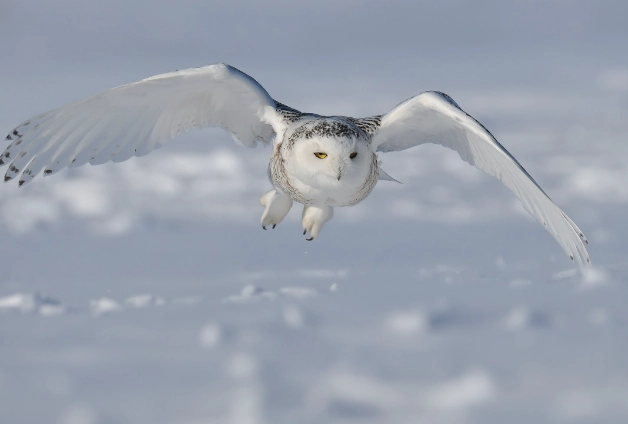 where to see snowy owls where to see snowy owls