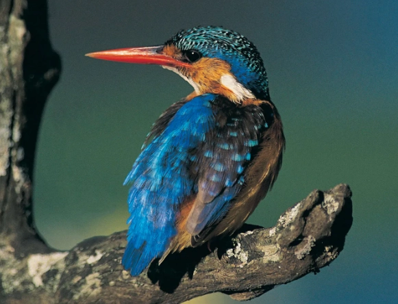 kingfisher identification