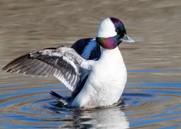 where to see bufflehead where to see bufflehead