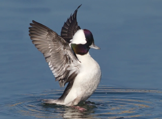 bufflehead identification bufflehead identification