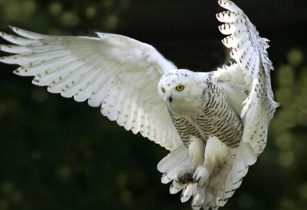 snowy owl facts snowy owl facts