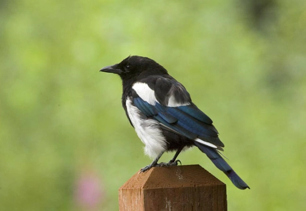 magpie bird identification