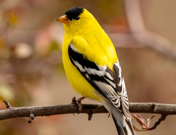 what to feed goldfinches what to feed goldfinches