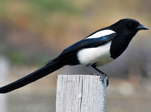 how to attract magpies