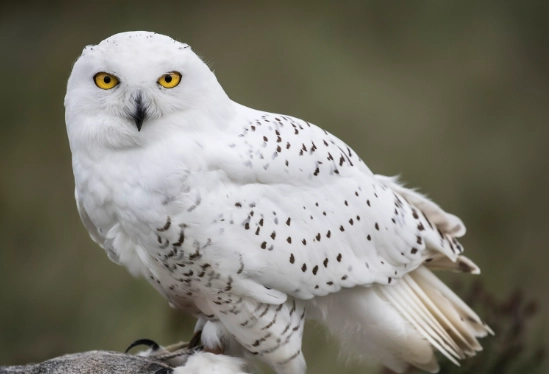 snowy owl conservation status snowy owl conservation status