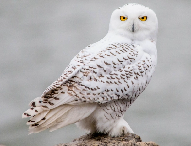 snowy owl facts snowy owl facts