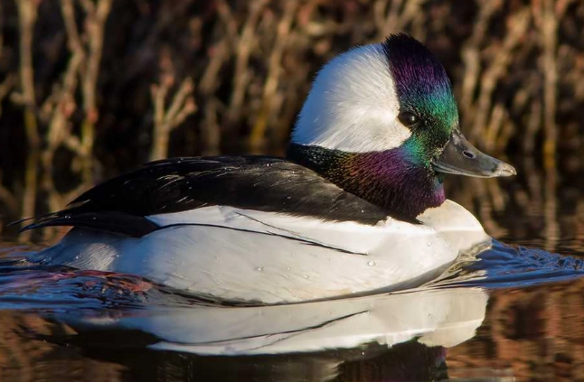 bufflehead duck bufflehead duck