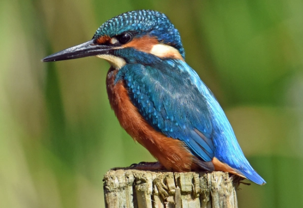 kingfisher identification
