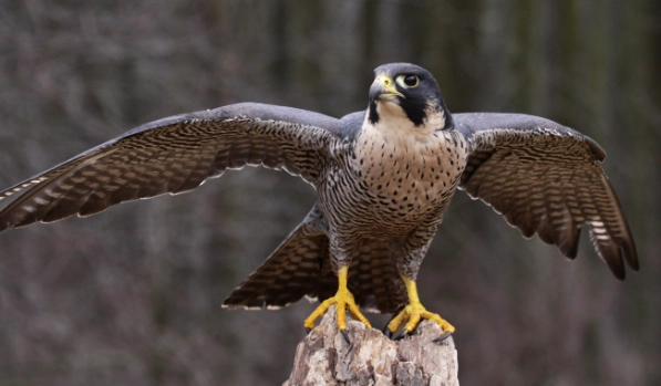 fastest animal in the world