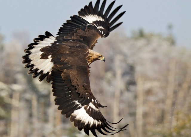 golden eagle identification golden eagle identification