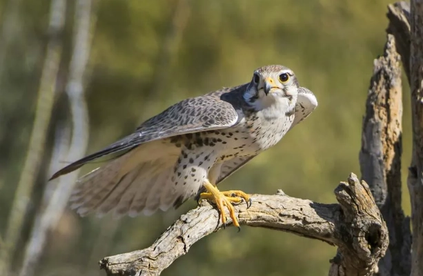 falcon identification falcon identification