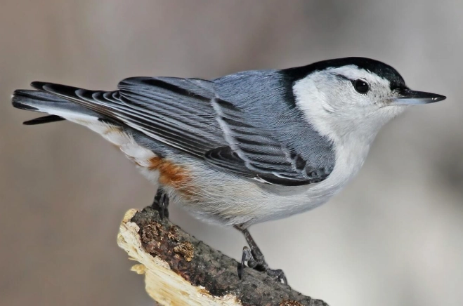 white breasted nuthatch call