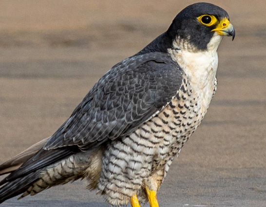 fastest animal in the world