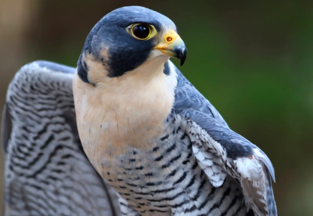 peregrine falcon habitat