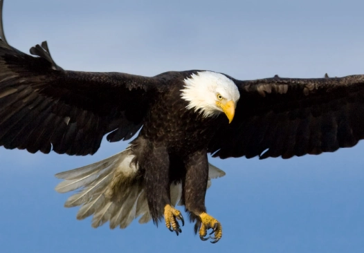 where to see bald eagles