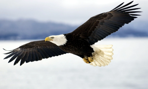 bald eagle behavior