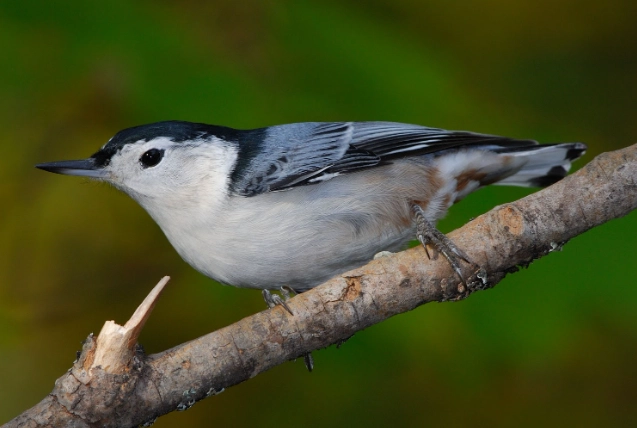 white breasted nuthatch call