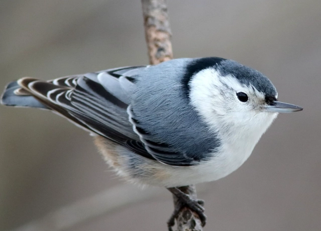 white breasted nuthatch feeder