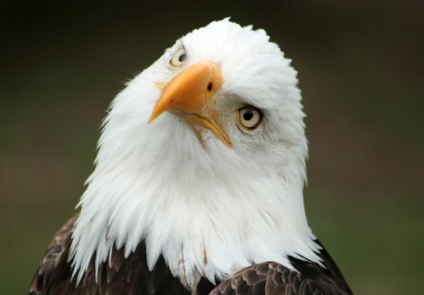 bald eagle identification