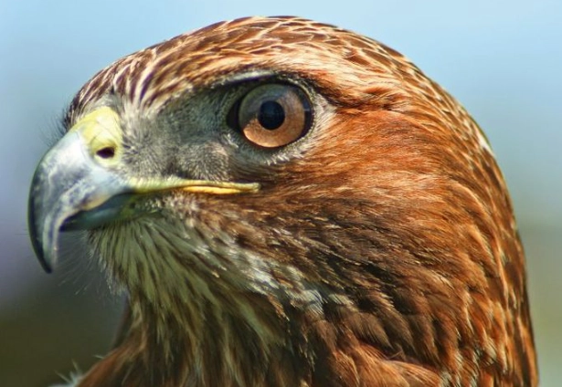 hawk identification tips