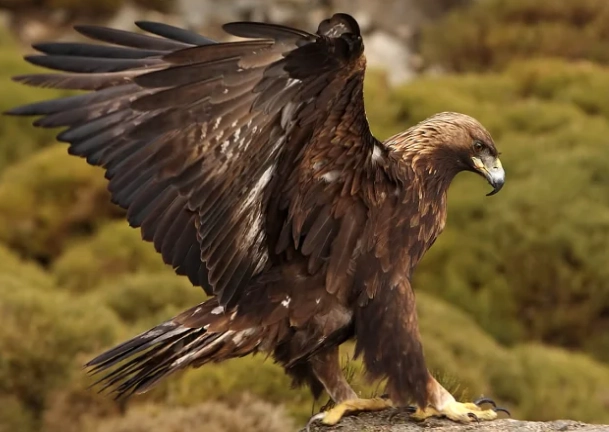 golden eagle bird watching golden eagle bird watching