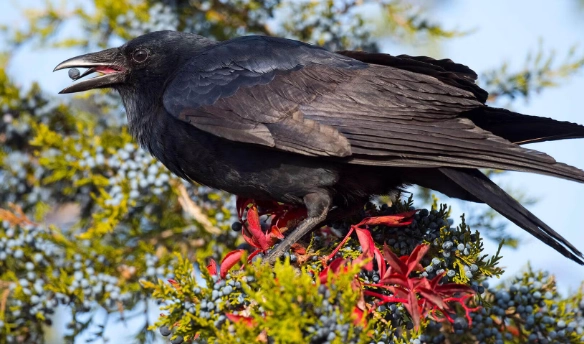 crow intelligence crow intelligence