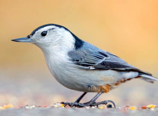 white breasted nuthatch feeder