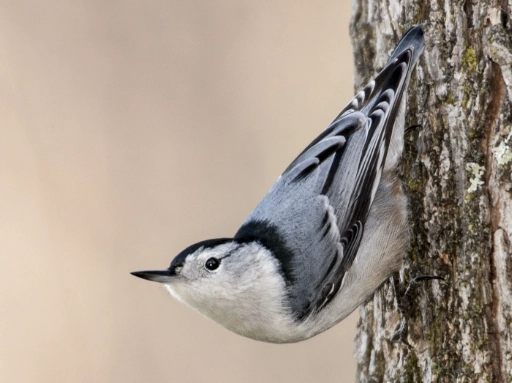 attract white breasted nuthatch