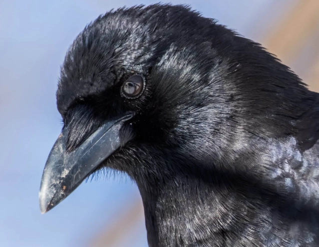 how to attract crows how to attract crows