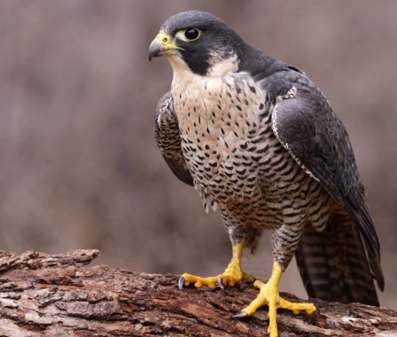 peregrine falcon peregrine falcon
