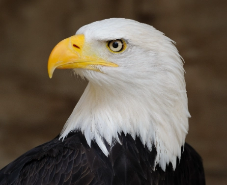 bald eagle behavior