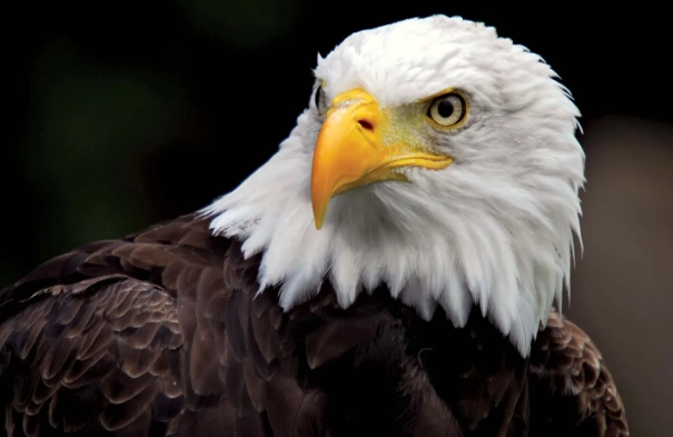 bald eagle identification