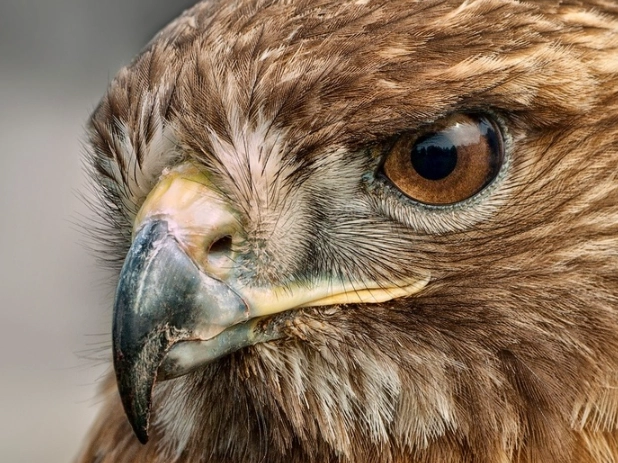 best hawk spotting locations