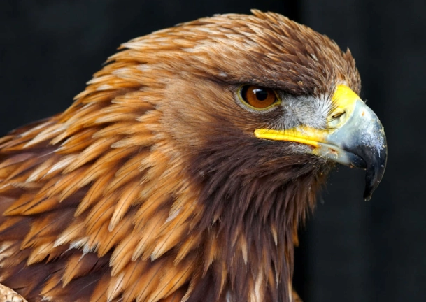 golden eagle habitat golden eagle habitat