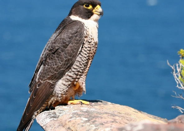 peregrine falcon habitat