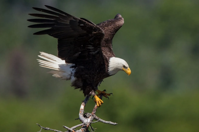 where to see bald eagles