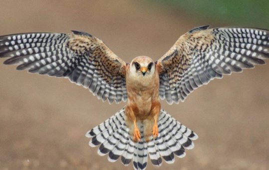 falcon watching tips falcon watching tips