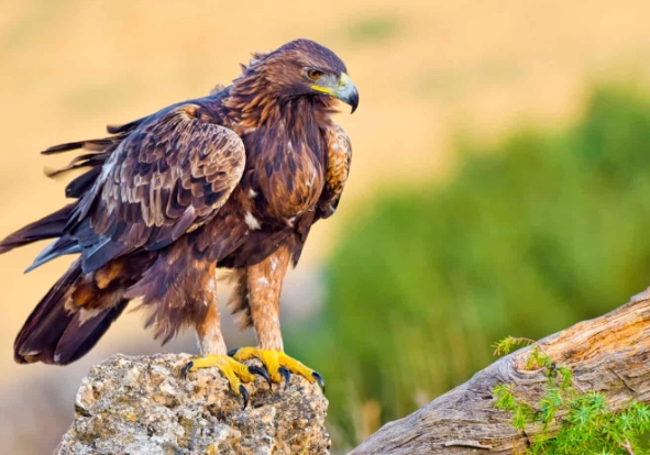 golden eagle identification golden eagle identification