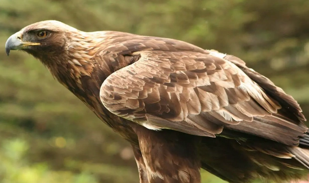 golden eagle bird watching golden eagle bird watching