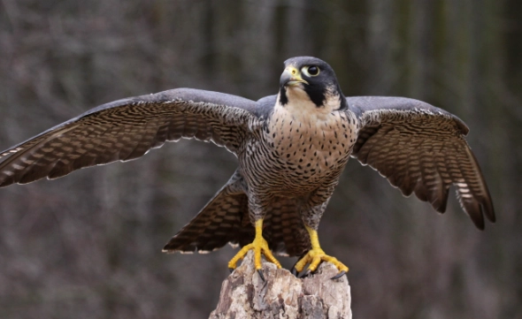 peregrine falcon peregrine falcon
