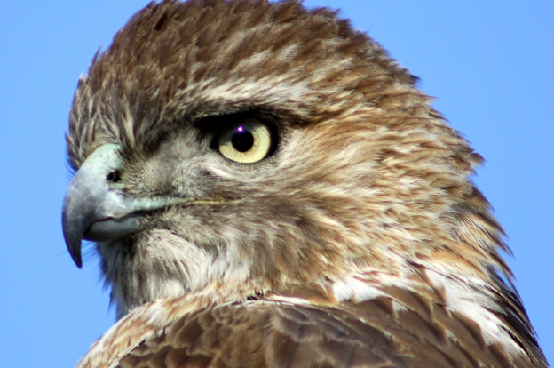 best hawk spotting locations