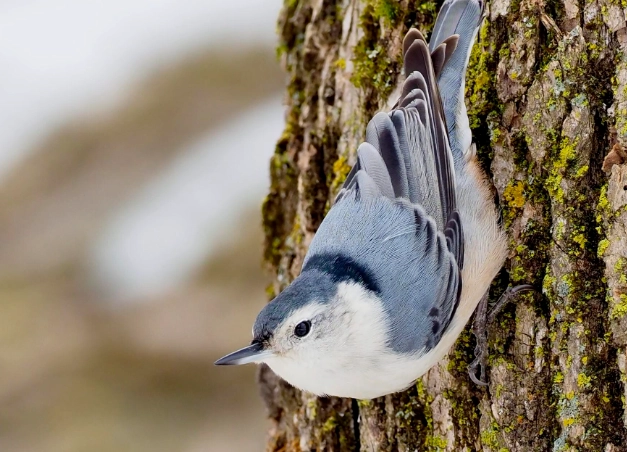 attract white breasted nuthatch