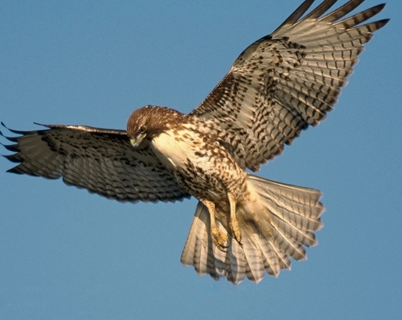 hawk identification tips