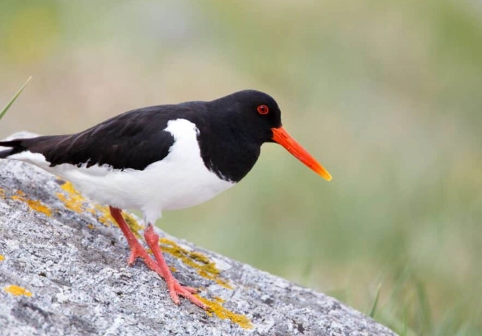 birds of Italy birds of Italy