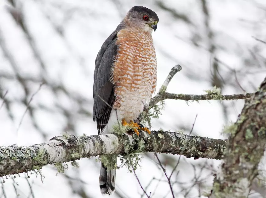coopers hawk identification coopers hawk identification